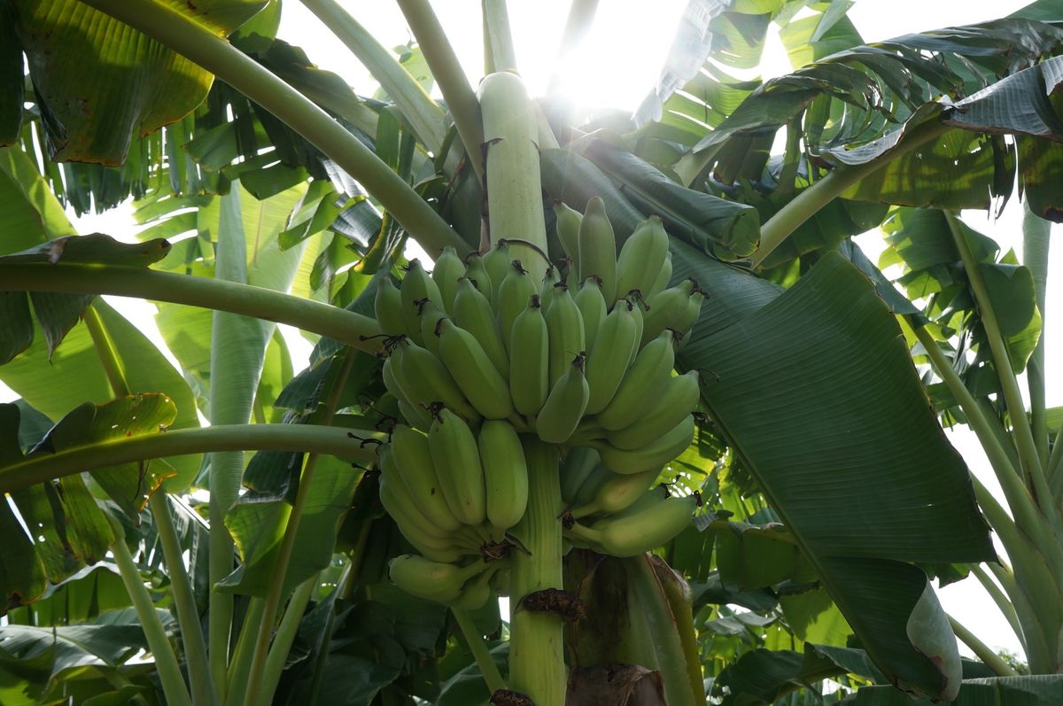 １〜４）バンコクの水上マーケット