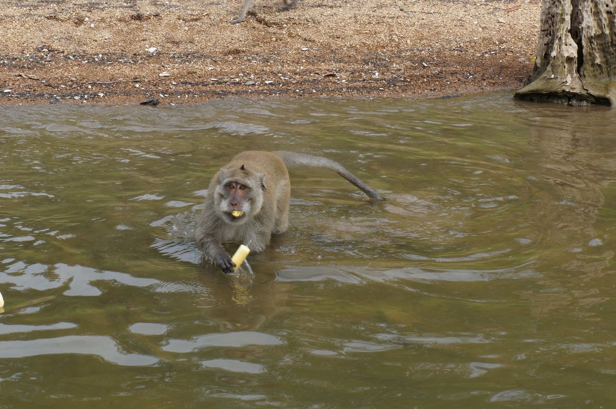 １〜４）タイの世界遺産候補ケーンクラチャン国立公園