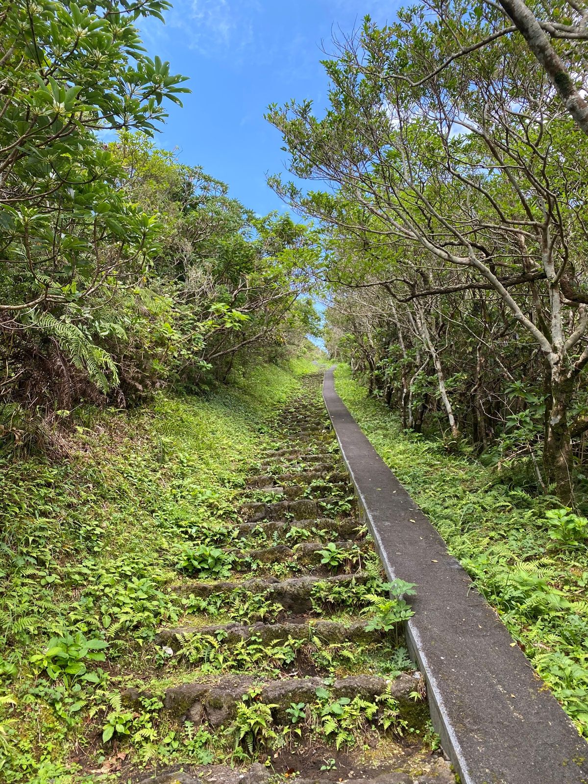 八丈富士に登っていますが、けっこうキツイです笑
