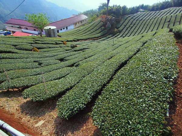 台湾・嘉義「台湾　御来光を拝みに阿里山へ」の写真：阿里山は茶葉の産地としても有名で、茶畑が...