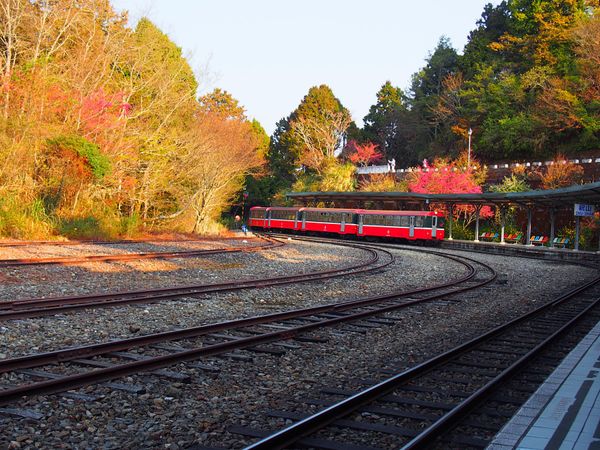 台湾・嘉義「台湾　御来光を拝みに阿里山へ」の写真：阿里山は登山電車で行くのが定番。