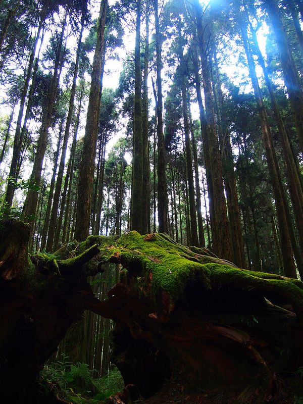 台湾・嘉義「台湾　御来光を拝みに阿里山へ」の写真：鉄道の沼平駅の近くにあり、森林浴を楽しめ...