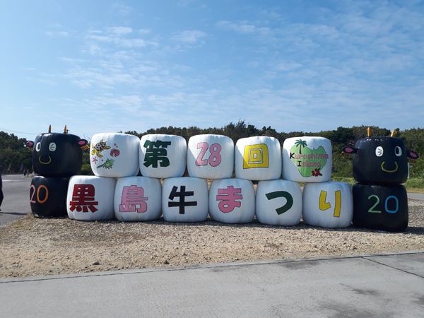 日本・竹富島「石垣島（牛まつり）」の写真：黒島 牛まつり