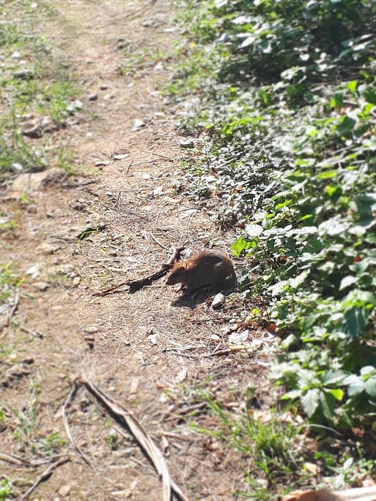 ２日目　鳩間島、夜はココソン
