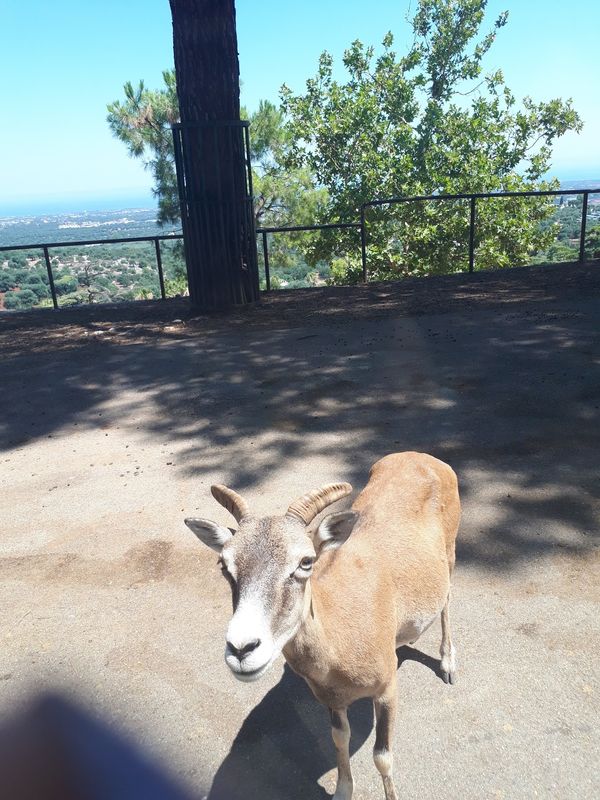 イタリア・Roma「イタリア」の写真：Locorotondo
