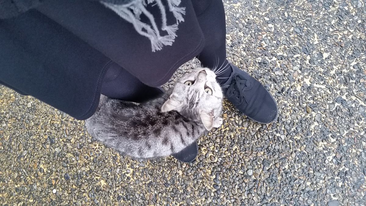 岩国城と錦帯橋