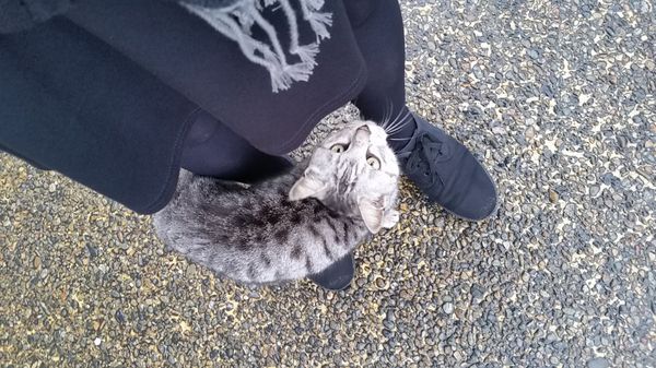 日本・宮島「広島&山口」の写真：岩国城と錦帯橋