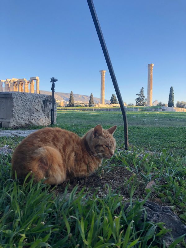 ギリシャ・アテネ「ヨーロッパ周遊　ギリシャ🇬🇷」の写真