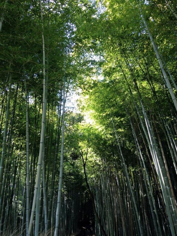 日本・京都「大阪、京都、奈良の旅。」の写真
