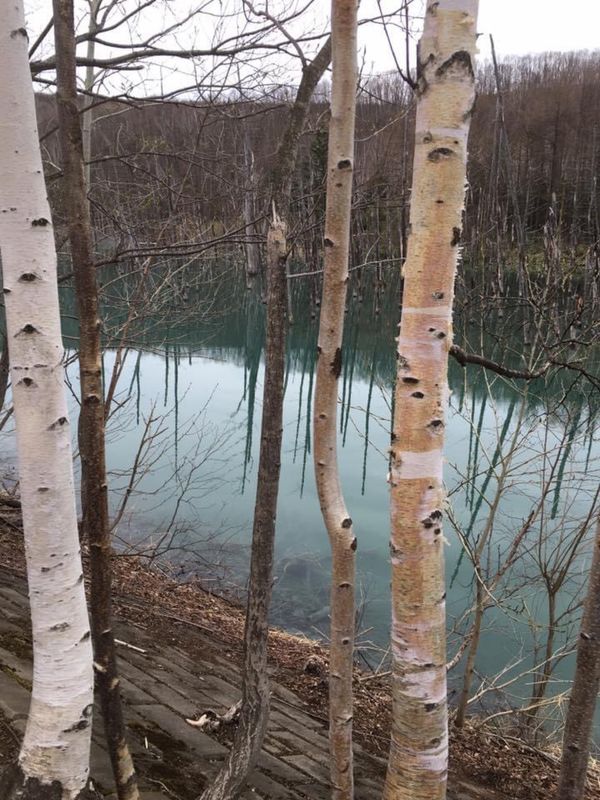 日本・小樽「北海道　道央から知床へ」の写真