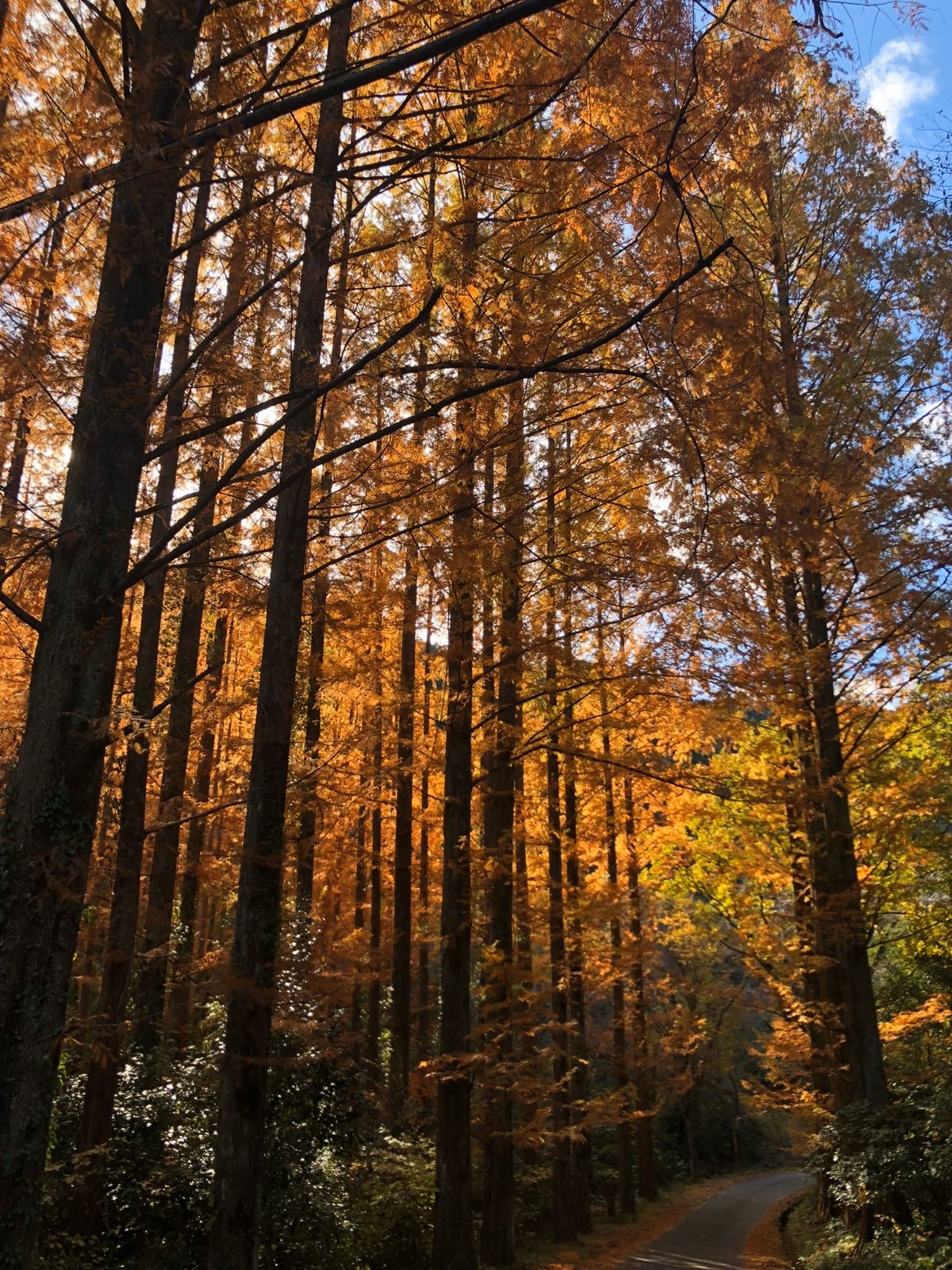 蘇水峡　大平高原(私有地) 