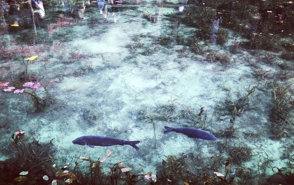 日本・飛騨高山「岐阜周遊　中津川から穂高岳まで」の写真：モネの池