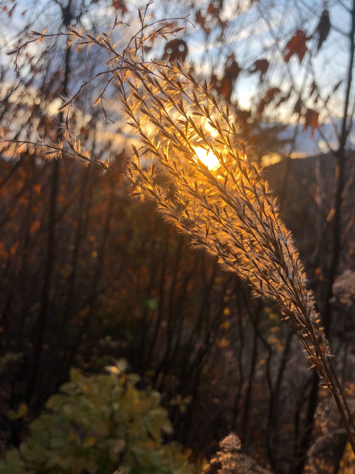 蘇水峡　大平高原(私有地) 