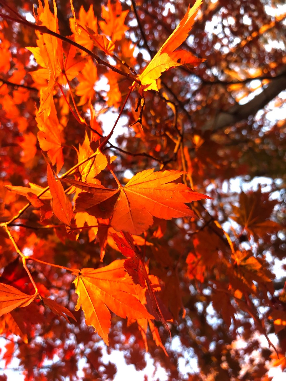 飛騨高山　新穂高