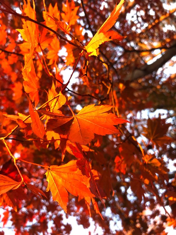 日本・飛騨高山「岐阜周遊　中津川から穂高岳まで」の写真：飛騨高山　新穂高
