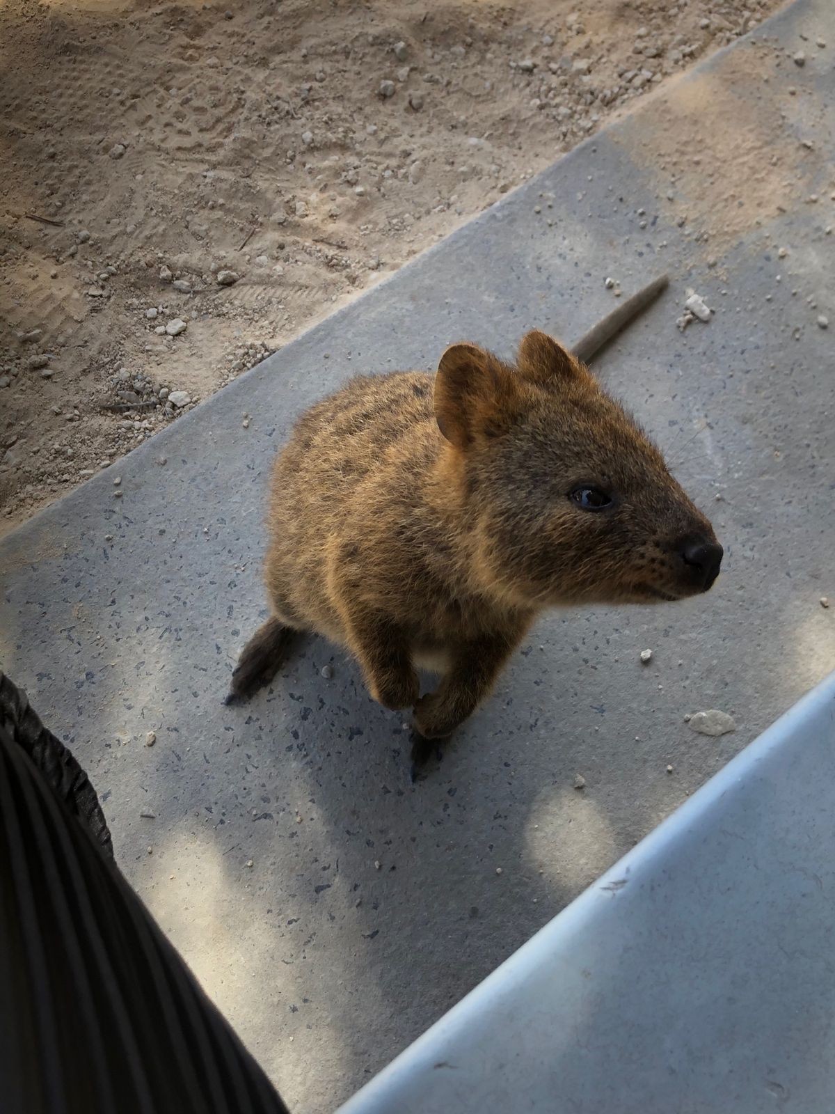 ロットネスト島。
のんびりサイクリング、野生のクォッカにも会う。
