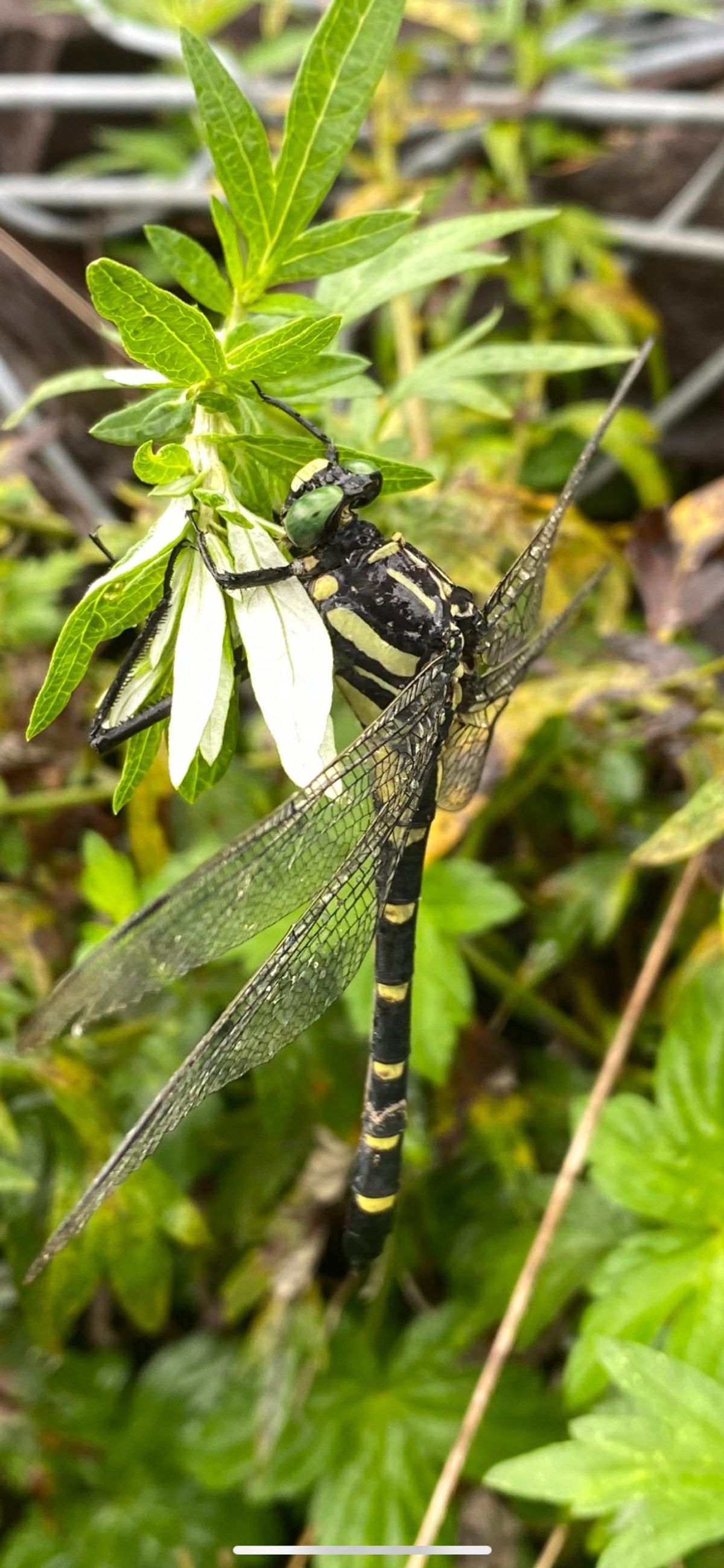 千枚田　能登丼