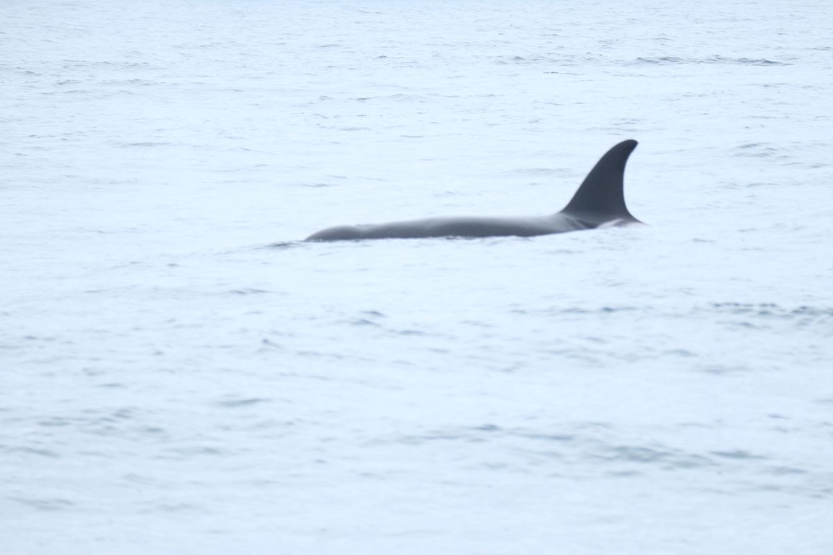 １〜４）世界遺産羅臼　シャチ！