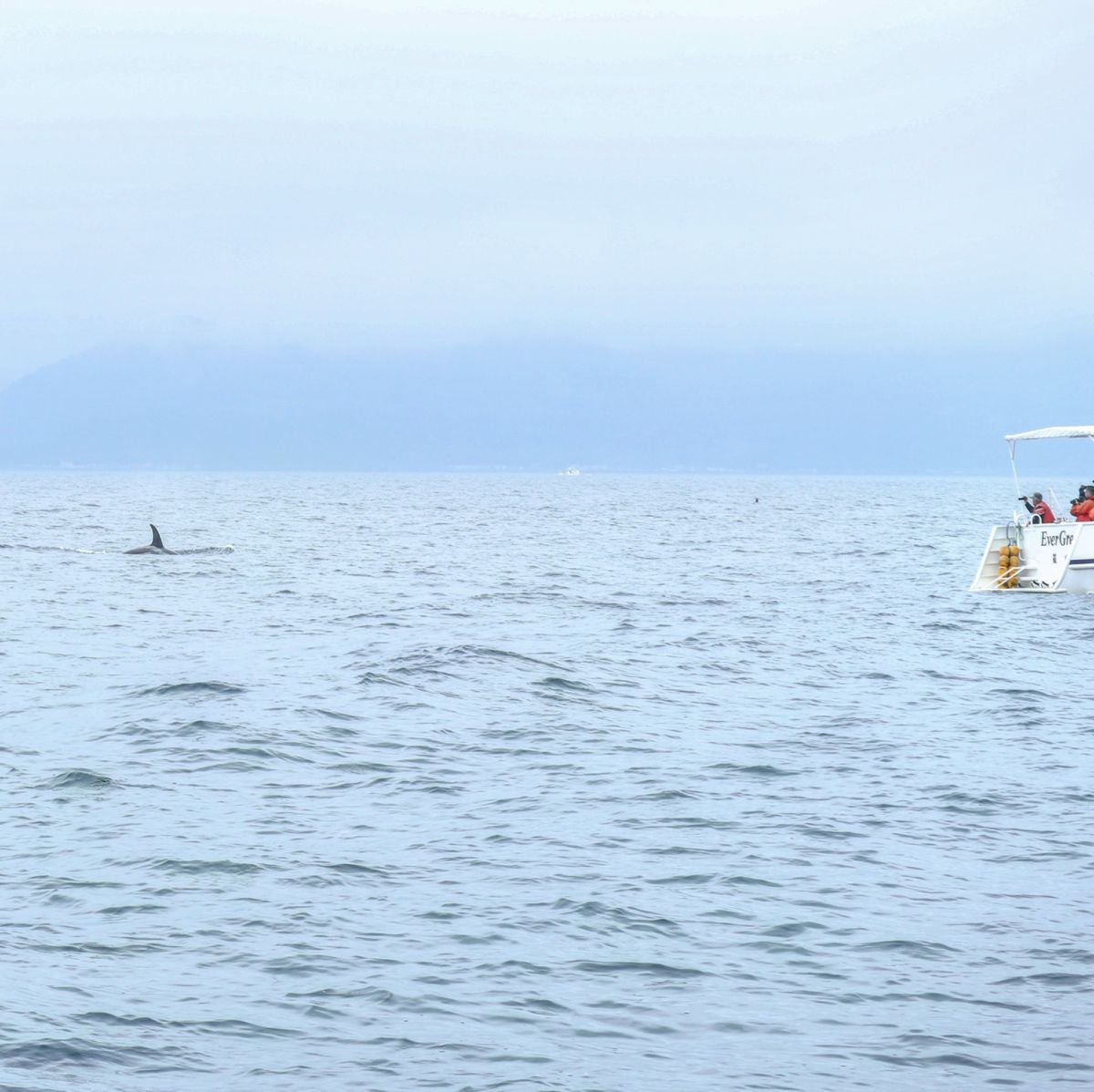 １〜４）世界遺産羅臼　シャチ！