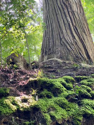 真夏日も、杉木立は涼やか！