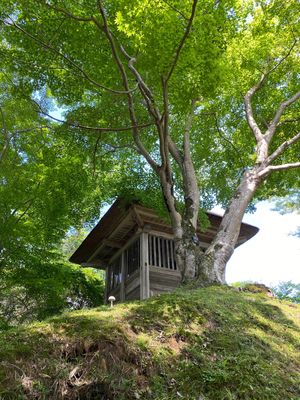 真夏日も、杉木立は涼やか！