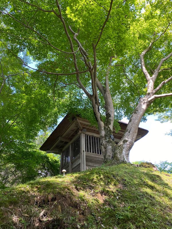 日本「岩手県　中尊寺」の写真：真夏日も、杉木立は涼やか！