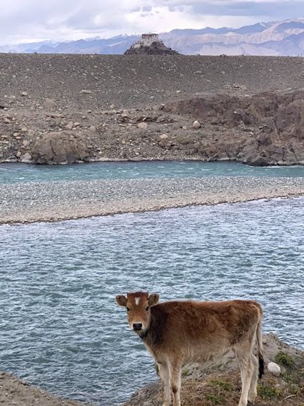 インド・デリー「20181020_ インド ラダック」の写真