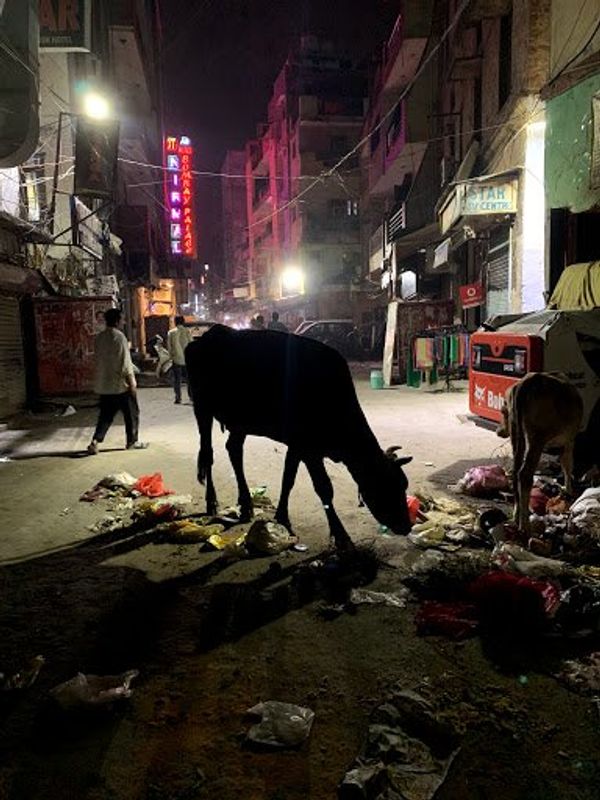 インド・デリー「20181020_ インド ラダック」の写真