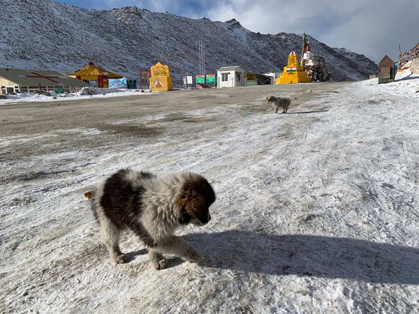 インド・デリー「20181020_ インド ラダック」の写真