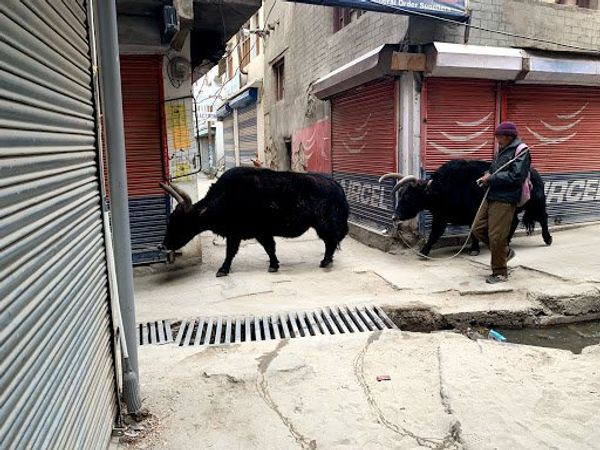 インド・デリー「20181020_ インド ラダック」の写真