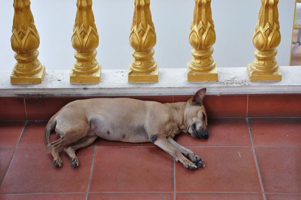 タイ・チェンマイ「20130429_タイ チェンマイ」の写真