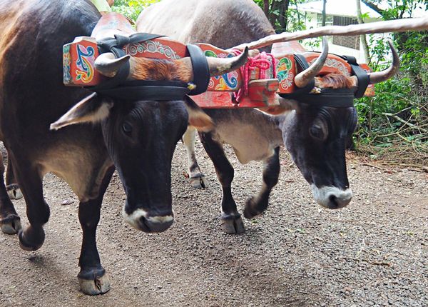 コスタリカ・サンホセ「コスタリカ 魅惑の動物王国をドライブ旅行🐸」の写真：モンテベルデ　コーヒー農園
モンテベルデ...