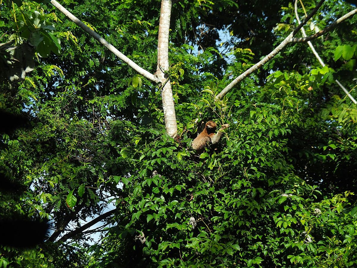 マヌエルアントニオ国立公園
公園のアイドルはナマケモノ。
自分を含めて訪問...
