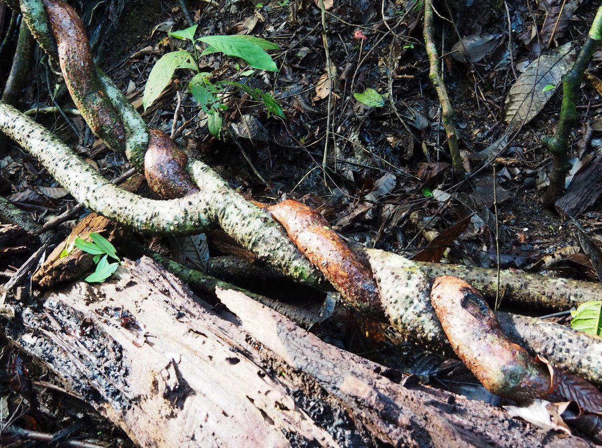 マヌエルアントニオ国立公園
ビーチに近づくとトカゲたちが出てきます。
南国...