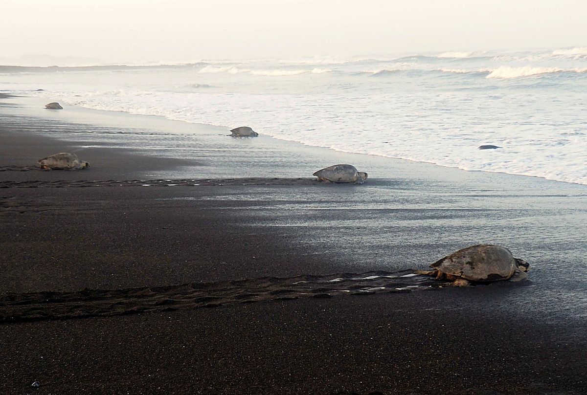 オスティオナル
アリバダと呼ばれるウミガメの集団産卵は世界中でも数カ所でし...