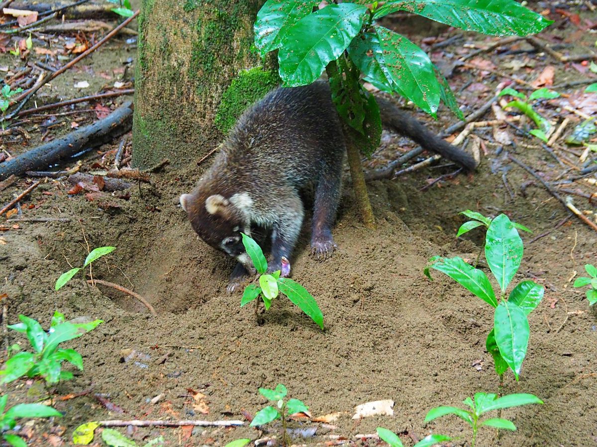 コルコバード国立公園
公園内で一番多くいる動物はアナグマ、中型犬くらいの大...