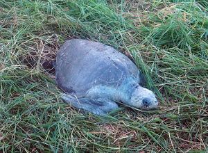 オスティオナル
オスティナルはコスタリカ北西部の半島にある小さな街、ここに...