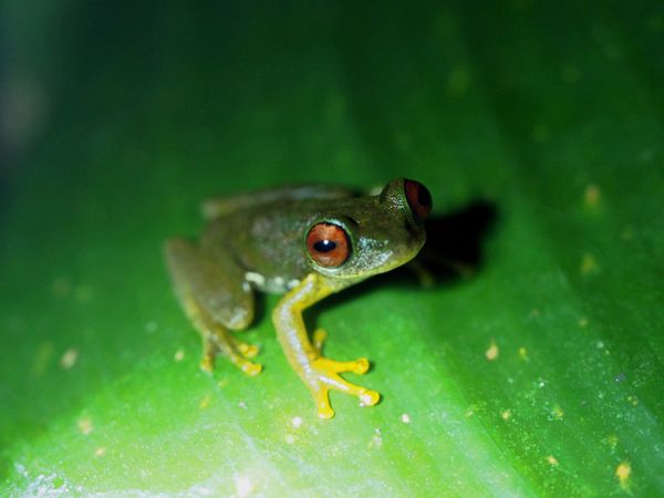 コスタリカ・サンホセ「コスタリカ 魅惑の動物王国をドライブ旅行🐸」の写真：モンテベルデ　カエル園
コスタリカの印象...