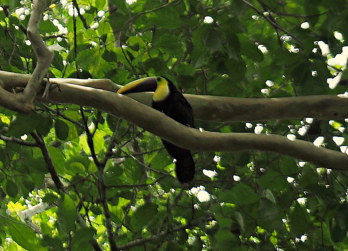 マヌエルアントニオ国立公園
ビーチに近づくとトカゲたちが出てきます。
南国...