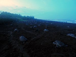 オスティオナル
オスティナルはコスタリカ北西部の半島にある小さな街、ここに...