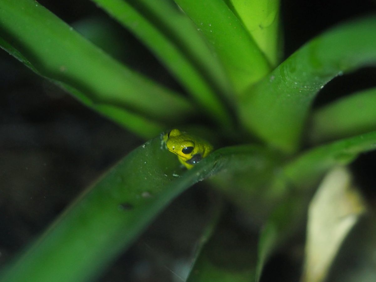 モンテベルデ　カエル園
コスタリカの印象として、大きなまん丸い真っ赤な目を...