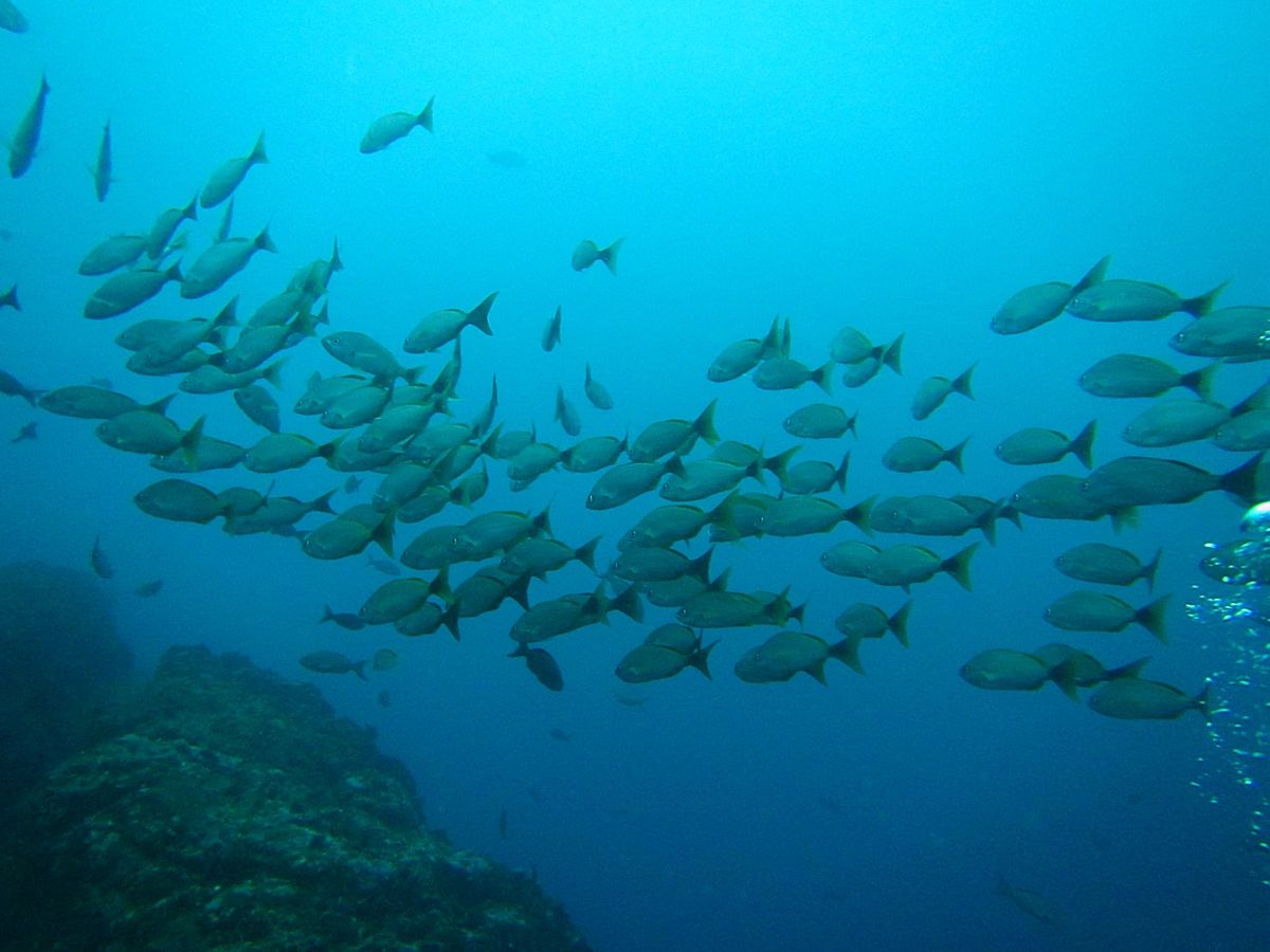 カーニョ島 ダイビング
コルコバード国立公園の遥か西に浮かぶのがカーニョ島...