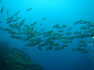 カーニョ島 ダイビング
コルコバード国立公園の遥か西に浮かぶのがカーニョ島...