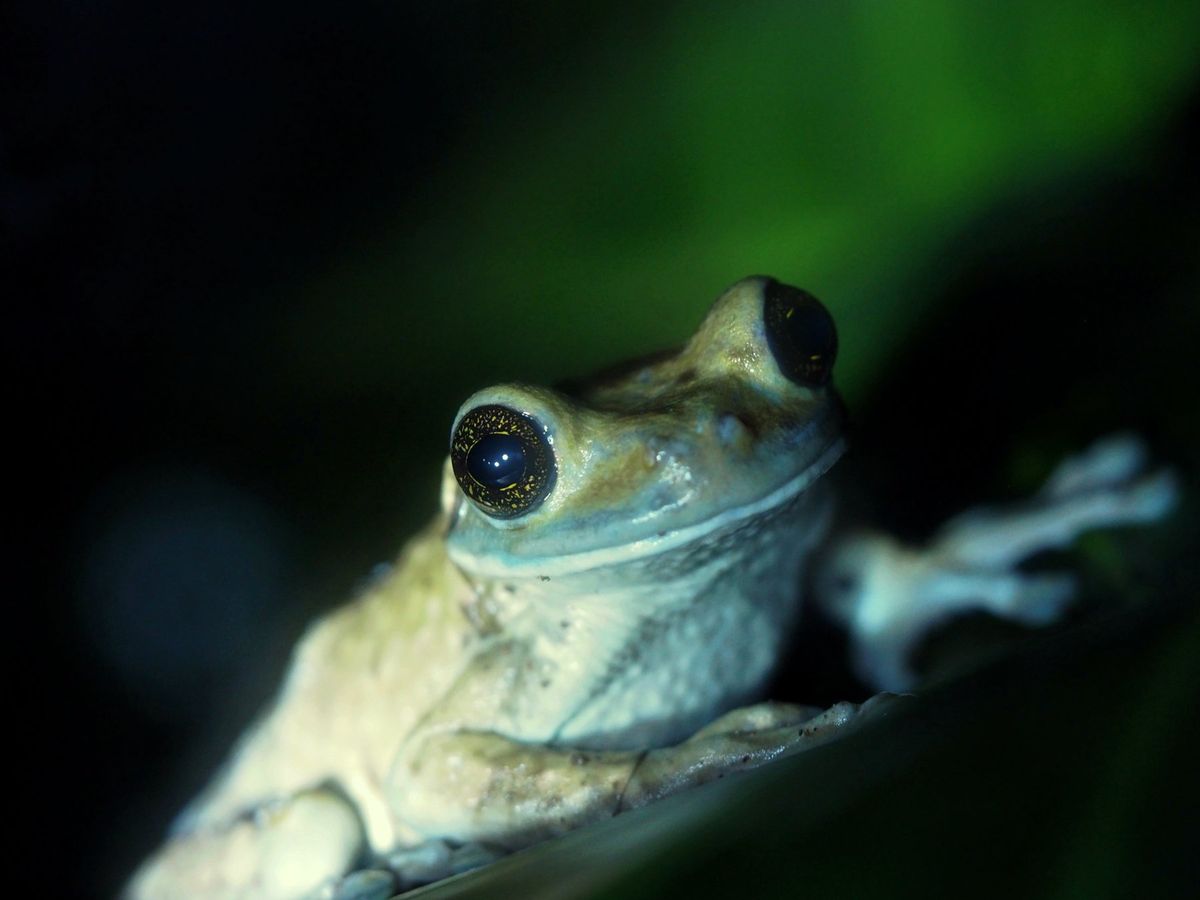 モンテベルデ　カエル園
コスタリカの印象として、大きなまん丸い真っ赤な目を...