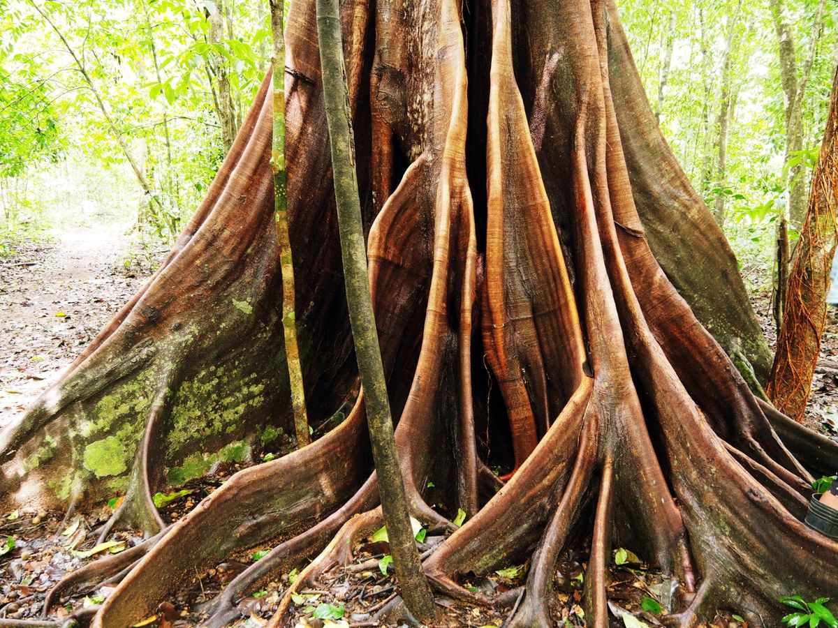 コルコバード国立公園
熱帯の秘境の国立公園だけあって、多種多様で見たことも...