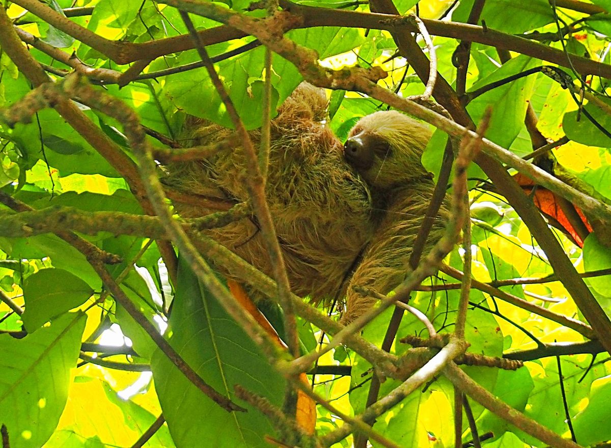 マヌエルアントニオ国立公園
公園のアイドルはナマケモノ。
自分を含めて訪問...