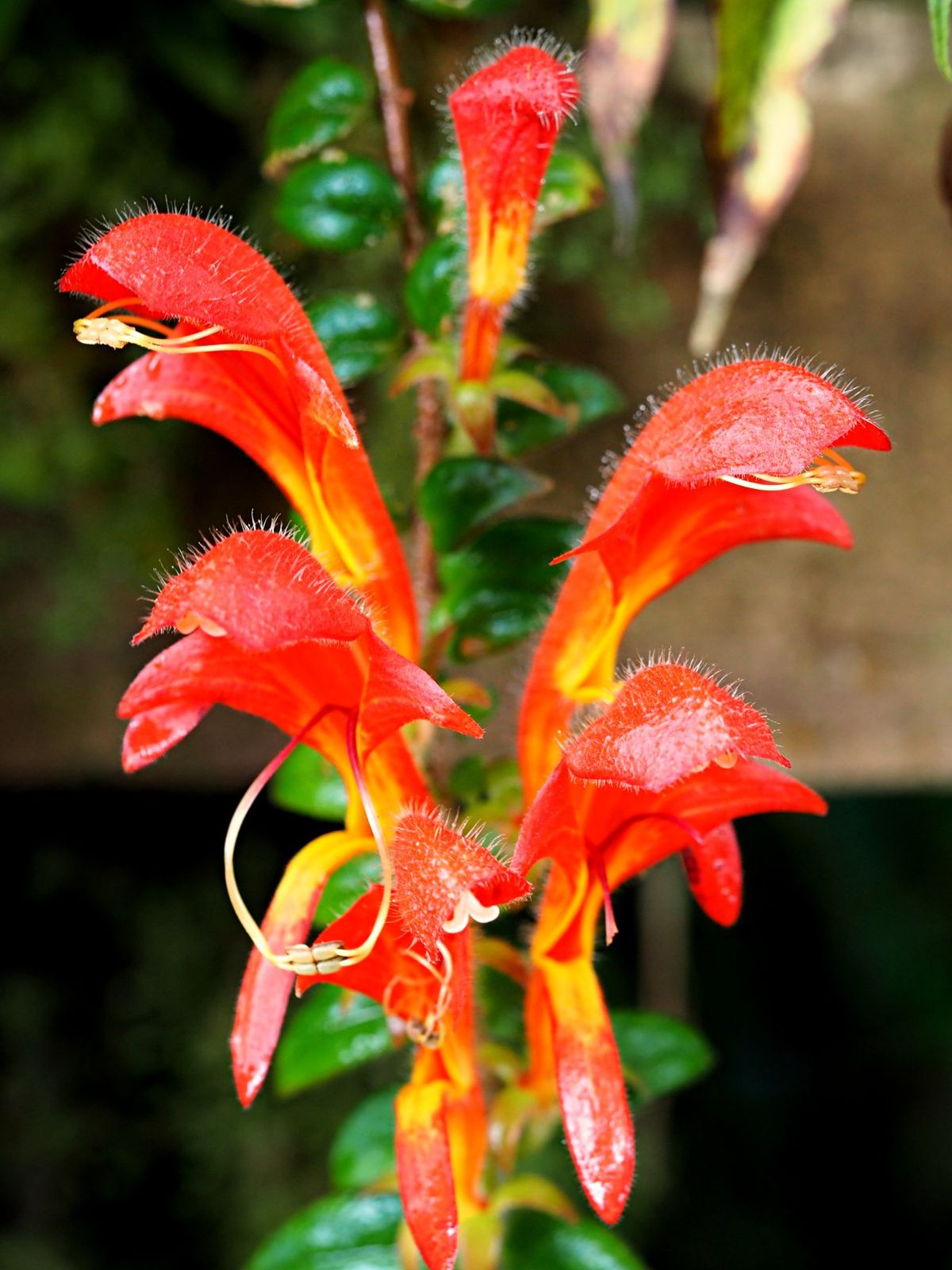 モンテベルデ
コスタリカの中央に位置するモンテベルデは、森林浴の気持ちいい...