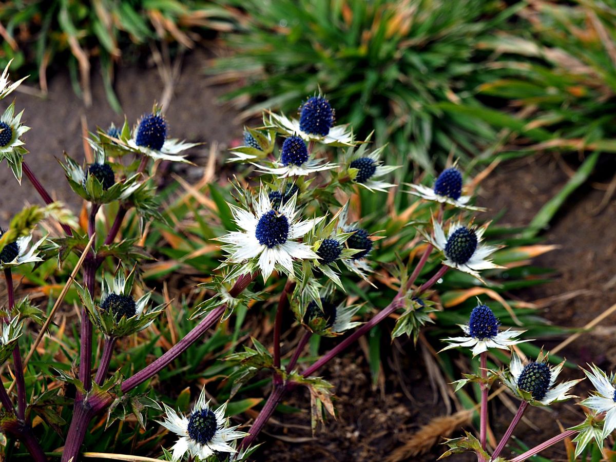 イラズ火山
標高3400mの活火山にも関わらず、山頂のすぐ近くまで車やバス...