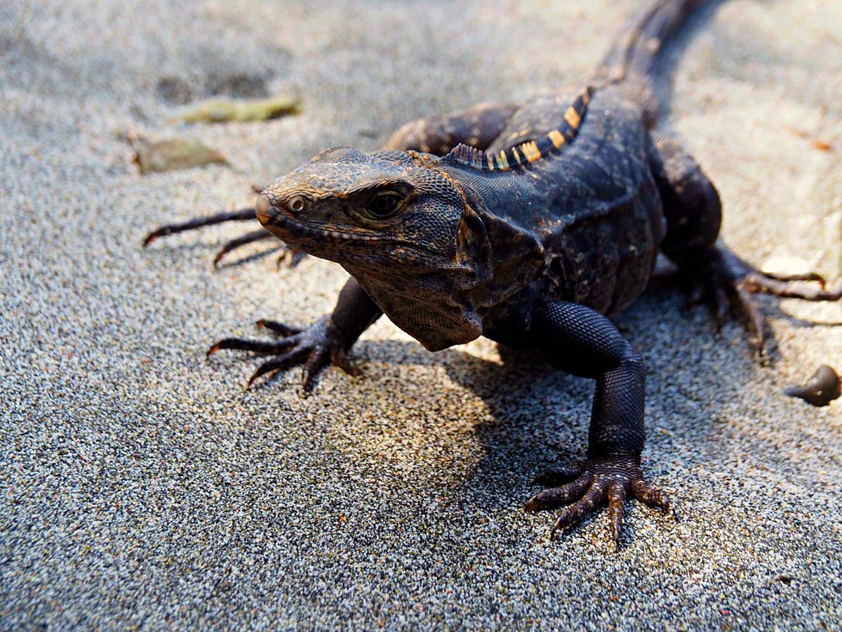 マヌエルアントニオ国立公園
ビーチに近づくとトカゲたちが出てきます。
南国...