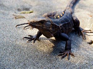 マヌエルアントニオ国立公園
ビーチに近づくとトカゲたちが出てきます。
南国...